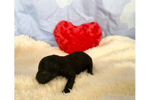 成約済の埼玉県のトイプードル-165113の6枚目